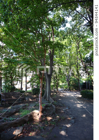 橫濱市營地鐵藍線新田站附近的新田綠道 94844141