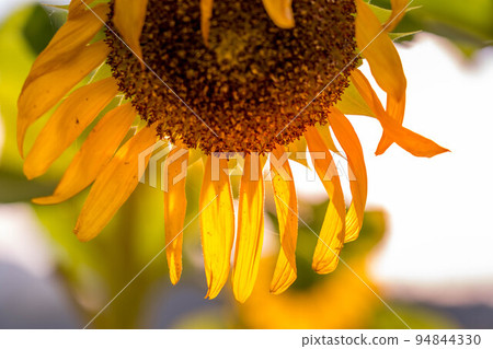 Sunflowers in late summer and midsummer days Sunflowers in late summer and midsummer days 94844330