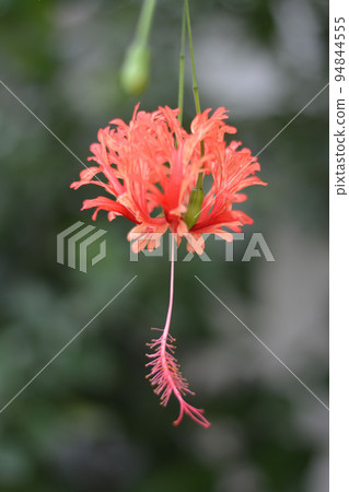 Flower 2 Flower 2 94844555