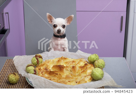 A small white Chihuahua dog poses in a home kitchen with a plate of hot, freshly baked pie in front of it. Prickly green chestnuts lie around the dish, creating an autumnal mood. 94845423