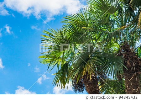 The sky of the resort area Palm trees 94845432