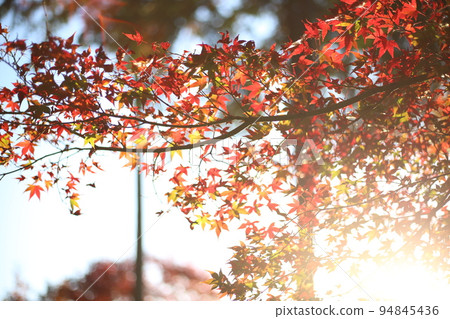 [Kyoto Prefecture] Autumn leaves 94845436