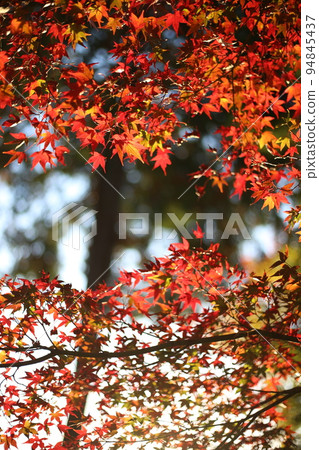 [Kyoto Prefecture] Autumn leaves 94845437