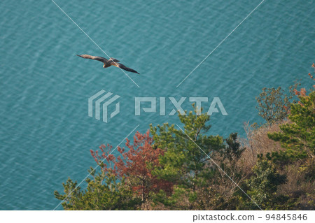 《Okayama Prefecture》 Setonaikai National Park Birds seen at Mt. 94845846