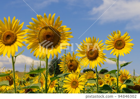 Large sunflower (Helianthus annuus) inflorescences (second row in focus) and weeds 94846302
