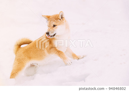 Shiba Inu Playfully Through Snowdrifts. Curious Young Japanese Small Size Shiba Inu Dog Play Outdoor In Snow, Snowdrift At Sunny Winter Day. Copy Space, Copyspace 94846802
