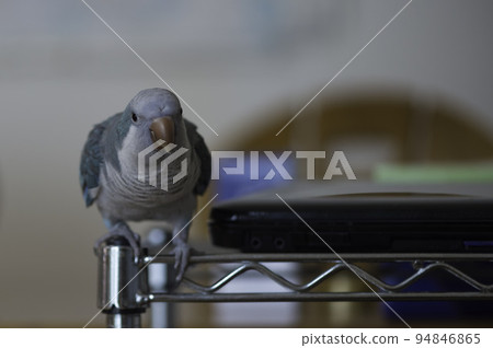 和尚鸚鵡 和尚鸚鵡 94846865