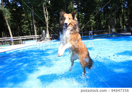 Photo of a dog pool that looks synthetic Photo of a dog pool that looks synthetic 94847356
