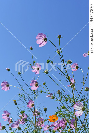 Cosmos 94847870