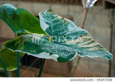 Green caladium texture ropical south american plant of the arum family, which is cultivated for its brilliantly colored 94847896