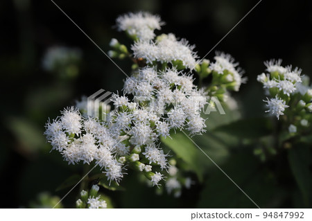 開花在日本秋天公園的白色ageratum花 開花在日本秋天公園的白色ageratum花 94847992
