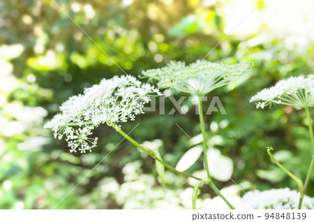 close-up of masterwort flower close-up of masterwort flower 94848139