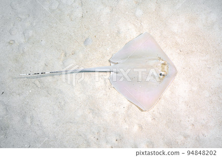 古氏魟 古氏魟 94848202