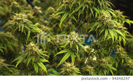 Cannabis plant in curative cannabis weed farm for medical cannabis product Cannabis plant in curative cannabis weed farm for medical cannabis product 94848297