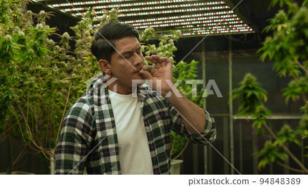 Marijuana farmer smoking rolled marijuana weed joint in curative marijuana farm Marijuana farmer smoking rolled marijuana weed joint in curative marijuana farm 94848389