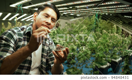 Marijuana farmer tests marijuana buds in curative marijuana farm 94848431