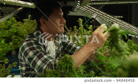 Cannabis farmer use microscope to analyze CBD in curative cannabis farm Cannabis farmer use microscope to analyze CBD in curative cannabis farm 94848458