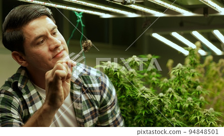 Marijuana farmer tests marijuana buds in curative marijuana farm Marijuana farmer tests marijuana buds in curative marijuana farm 94848501