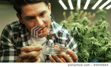 Marijuana farmer tests marijuana buds in curative marijuana farm 94848664
