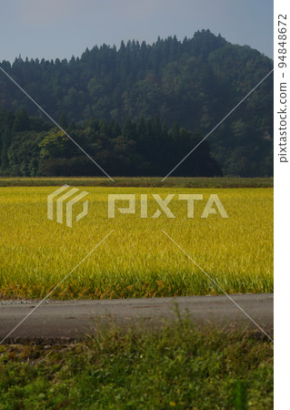 Idyllic autumn rice field Idyllic autumn rice field 94848672