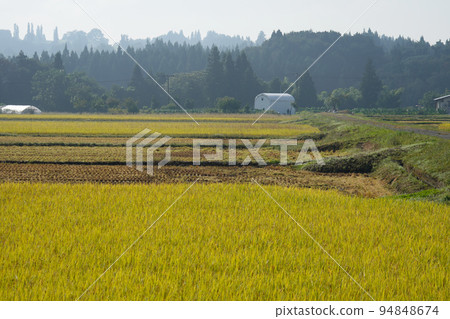 Idyllic autumn rice field 94848674