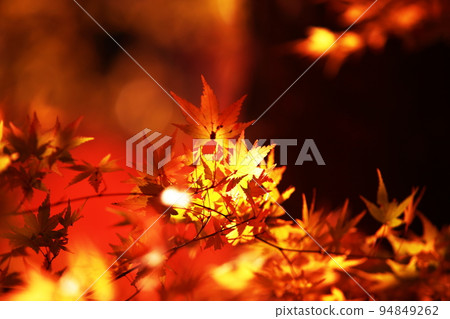 Autumn leaves Autumn leaves 94849262