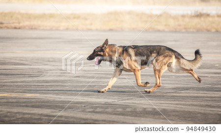 Soldiers from the K-9 unit demonstrations to attack the enemy , the green lawns. learn the human language. Soldiers from the K-9 unit demonstrations to attack the enemy , the green lawns. learn the human language. 94849430