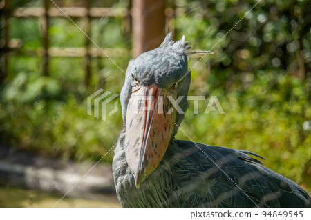 Shoebill looking at camera Shoebill looking at camera 94849545