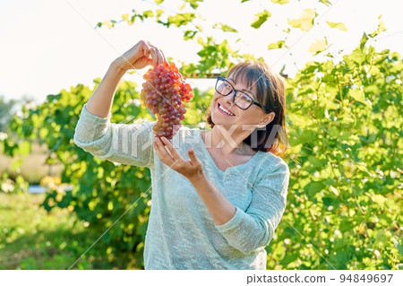 Smiling woman holding bunch of pink grapes, vineyard background Smiling woman holding bunch of pink grapes, vineyard background 94849697