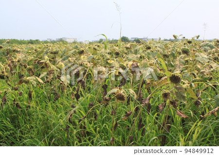 Sunflower sunflower 94849912