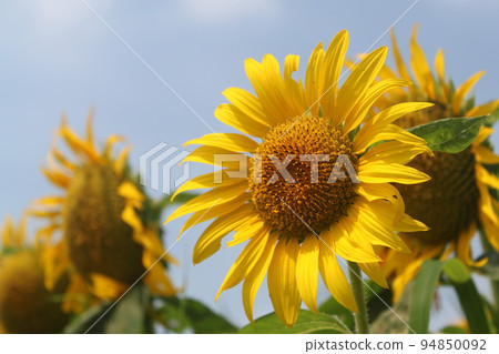 Energetic sunflower 94850092
