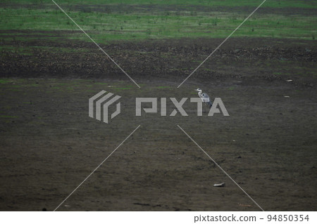 濕地風光 94850354