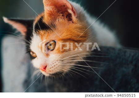 Small cat relaxes and sleeps in his bed Small cat relaxes and sleeps in his bed 94850515