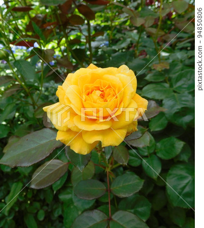 英國花園玫瑰 Georges d'Angin 英國花園玫瑰 Georges d'Angin 94850806