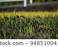 Harvest autumn before harvest, rice fields with white and black rice 94851004