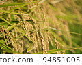Harvest autumn before harvest, rice fields with white and black rice 94851005