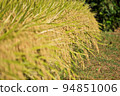 Harvest autumn before harvest, rice fields with white and black rice 94851006