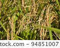 Harvest autumn before harvest, rice fields with white and black rice 94851007