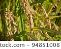 Harvest autumn before harvest, rice fields with white and black rice 94851008