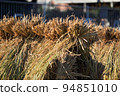 Harvest autumn before harvest, rice fields with white and black rice 94851010