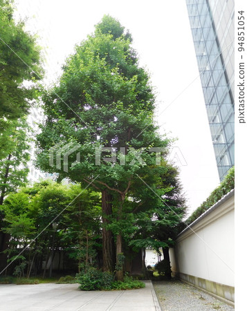 菊地博美紀念美術館銀杏 菊地博美紀念美術館銀杏 94851054
