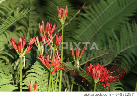 Higanbana with bright red flowers on the equinox Higanbana with bright red flowers on the equinox 94851297