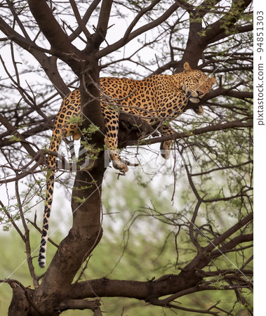 wild male leopard or panther or panthera pardus fusca sleeping on tree trunk or branch in natural monsoon green background at forest or central india asia 94851303