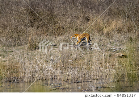 wild female bengal tiger on prowl for hunt in grassland of dhikala jim corbett national park or tiger reserve uttarakhand india asia - panthera tigris tigris 94851317