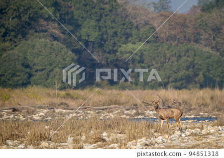 wild sambar deer or rusa unicolor on ramganga river bed in natural scenic landscape background at dhikala zone of jim corbett national park forest reserve uttarakhand india 94851318
