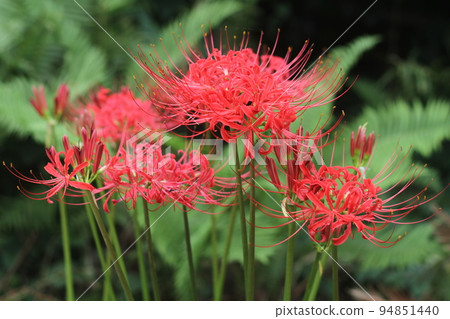春分時有鮮紅色花朵的彼岸花 94851440