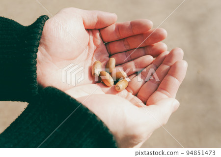 橡子,秋天的象徵,收集在你的手掌中 橡子,秋天的象徵,收集在你的手掌中 94851473