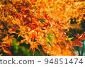 Maple leaves which turned red leaves 94851474