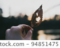 Moth-eaten fallen leaves and sunset 94851475