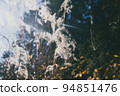 Susuki in autumn 94851476